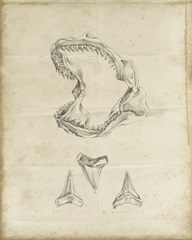 Shark Study II