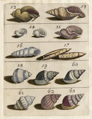 Shell Collection III