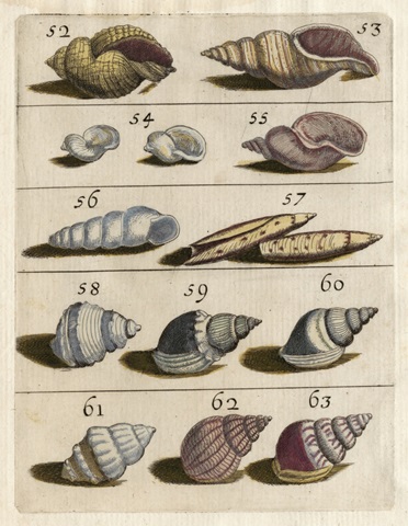 Shell Collection III