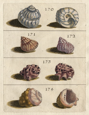 Shell Collection IV