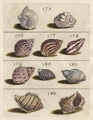 Shell Collection VI