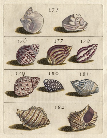 Shell Collection VI