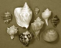 Shell Collector Series I