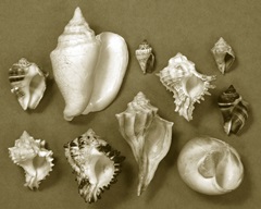 Shell Collector Series II
