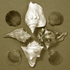 Shell Collector Series III