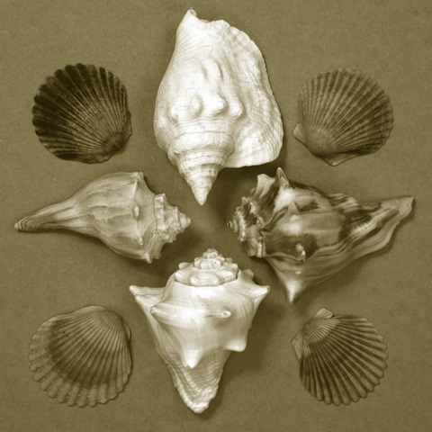 Shell Collector Series III