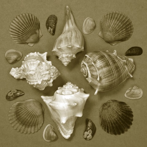 Shell Collector Series IV