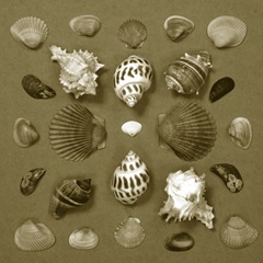 Shell Collector Series VI