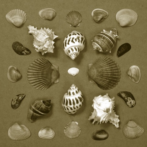 Shell Collector Series VI