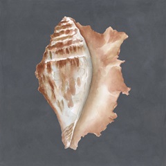 Shell on Slate IX