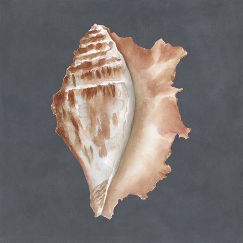 Shell on Slate IX
