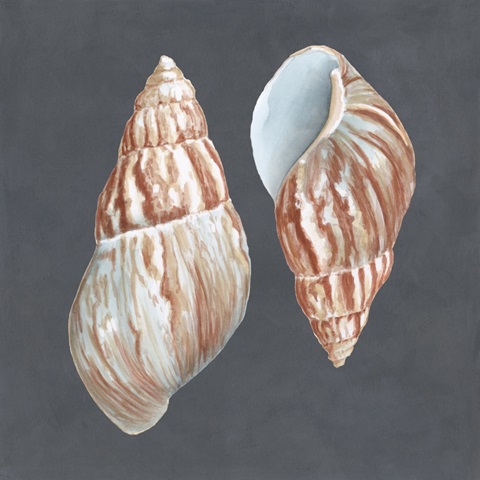 Shell on Slate V