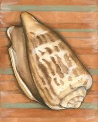 Shell on Stripes III