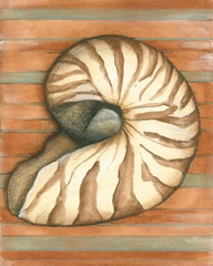 Shell on Stripes IV