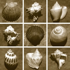 Shell Sampler