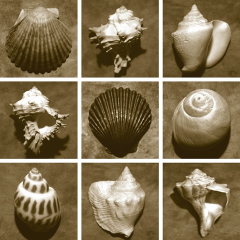 Shell Sampler