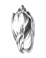 Shell Sketch II