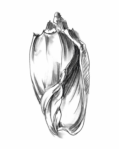 Shell Sketch II