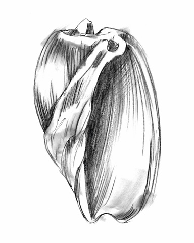 Shell Sketch III