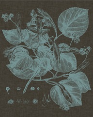 Shimmering Leaves II