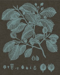 Shimmering Leaves III