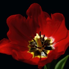 Shimmering Tulips II