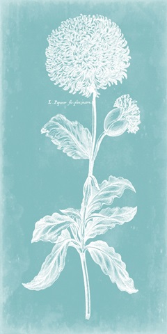 Singular Beauty on Aqua II