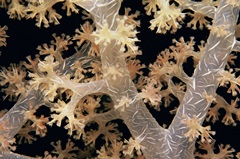 Splendid Branches - Fiji