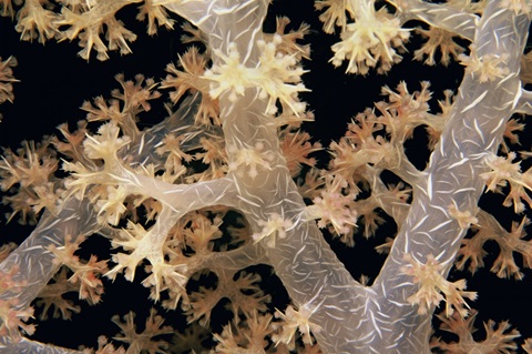 Splendid Branches - Fiji