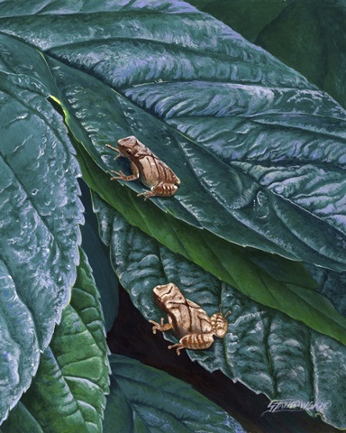 Spring Peepers II