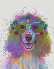 Springer Spaniel Rainbow Splash