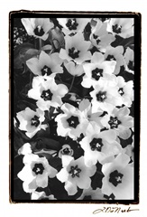 Springtime Garden II