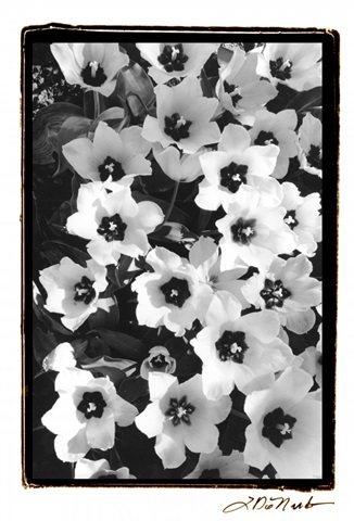 Springtime Garden II