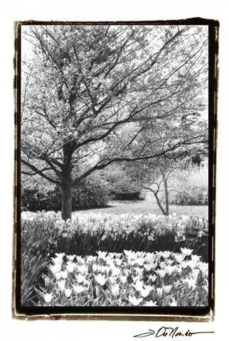 Springtime Garden III