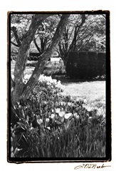 Springtime Garden IV