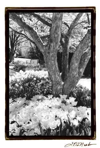 Springtime Garden VI