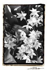 Springtime Garden VII