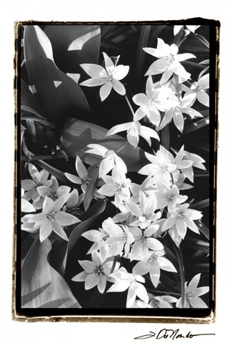 Springtime Garden VII