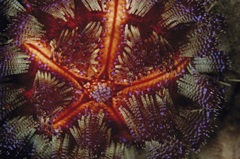 Star Power - Indonesia