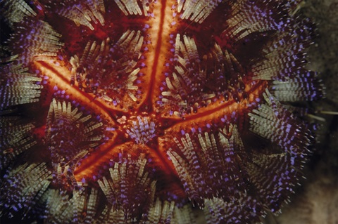 Star Power - Indonesia