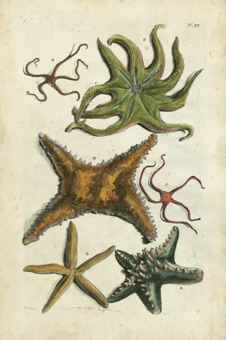 Starfish Illustre
