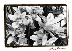 Striking Orchids III