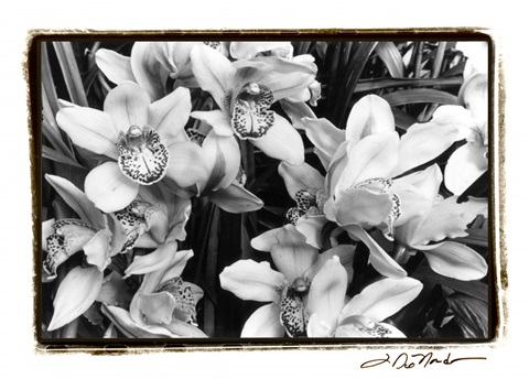 Striking Orchids III