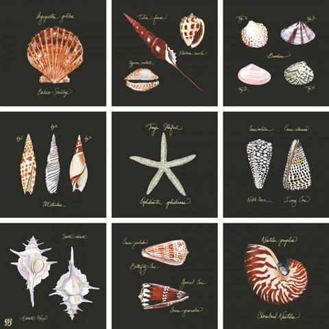 Striking Shells 9-patch