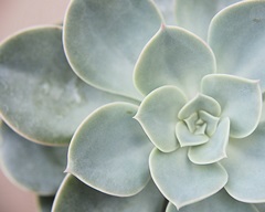 Succulent Glow III