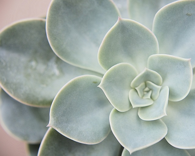 Succulent Glow III