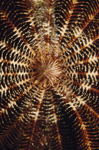 Swirl - Solomon Islands