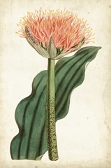 Tangerine Floral III