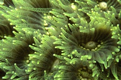 Tender Moment - Indonesia