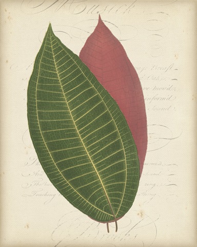 Textured Leaf Study I